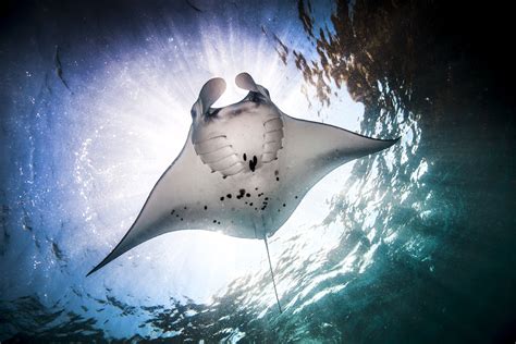 manta eay  Giant Manta Ray swims under the waves in Hanamau Bay on Oahu, Hawaii | Eric Broder Van Dyke via iStock